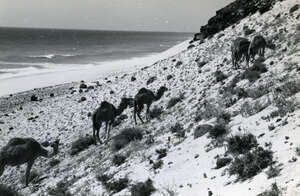 FUERTEVENTURA